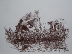 study of drinking cows